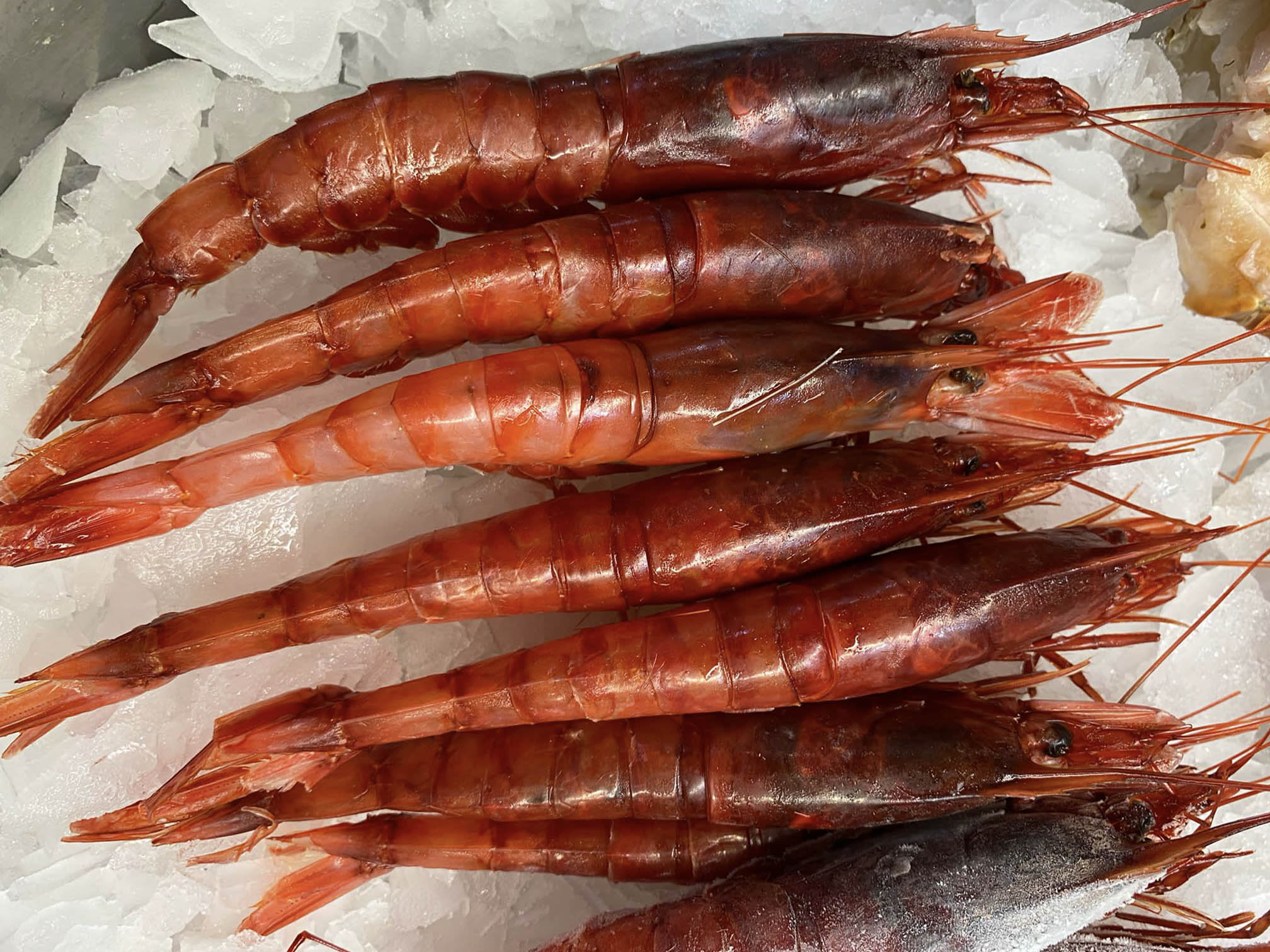 gamba roja