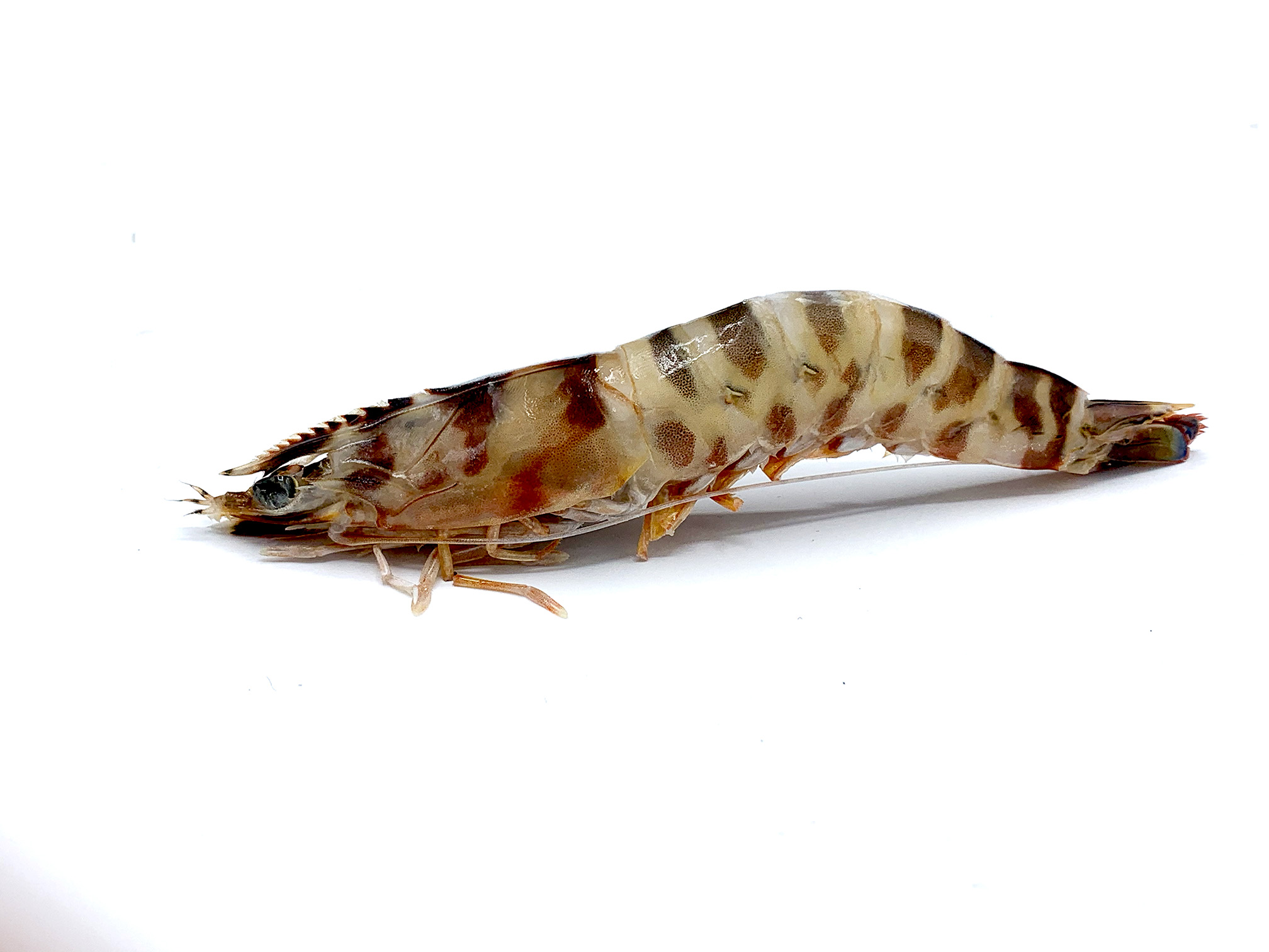 Langostino Tigre 2