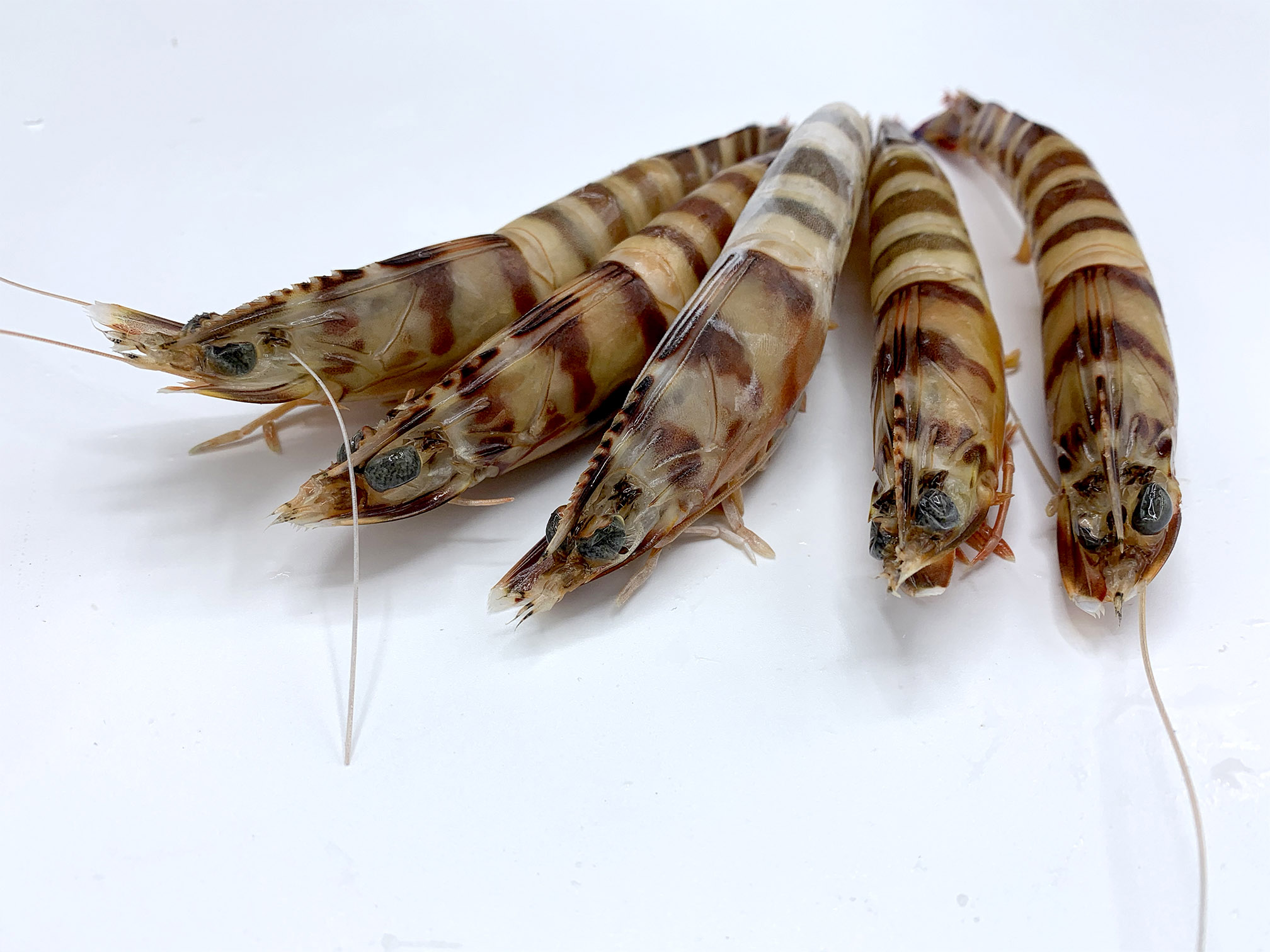 Langostino Tigre1